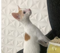 Gato macho, de 7 meses