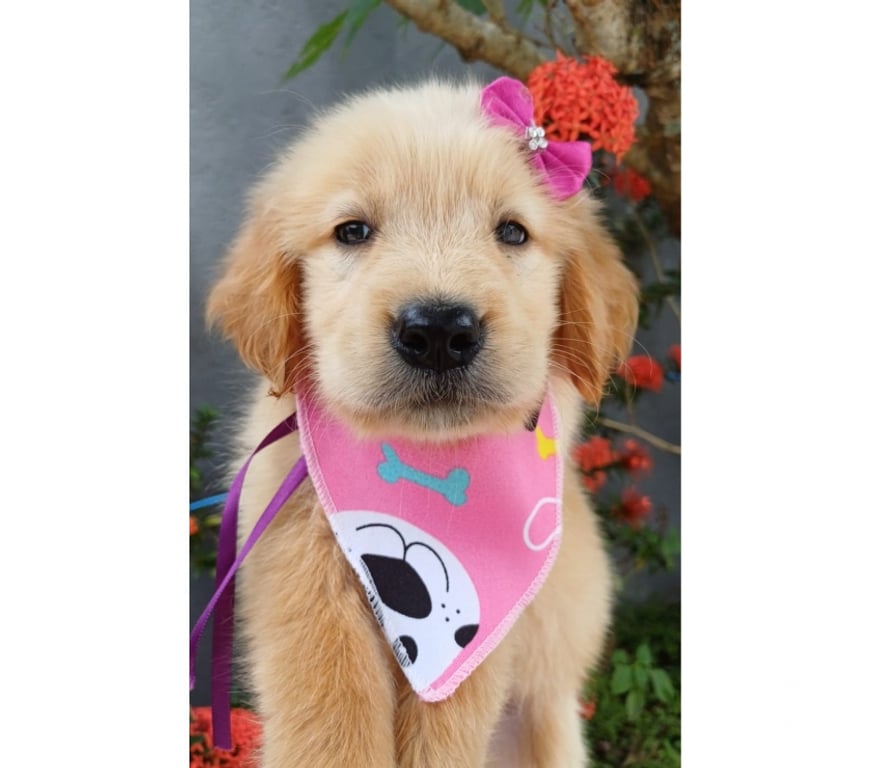 Animais Estimação à Venda Cabo Frio RJ - Fotos para Golden Retriever – Filhotes