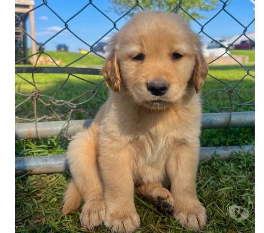 Animais Estimação à Venda Cabo Frio RJ - Fotos para Golden Retriever – Filhotes