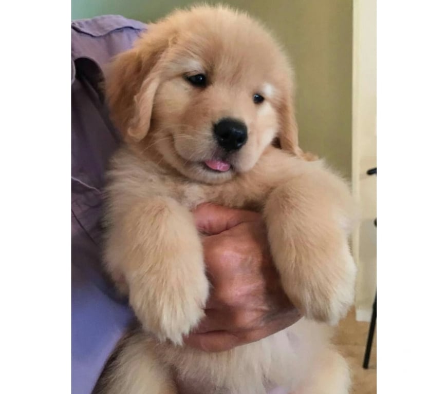 Animais Estimação à Venda Cabo Frio RJ - Fotos para Golden Retriever – Filhotes