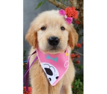 Golden Retriever – Filhotes