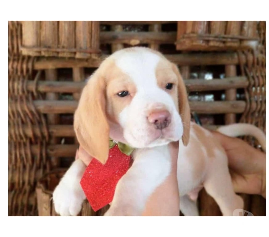 Animais Estimação à Venda Angra dos Reis RJ - Fotos para Beagle – Filhotes saudáveis, machos e fêmeas