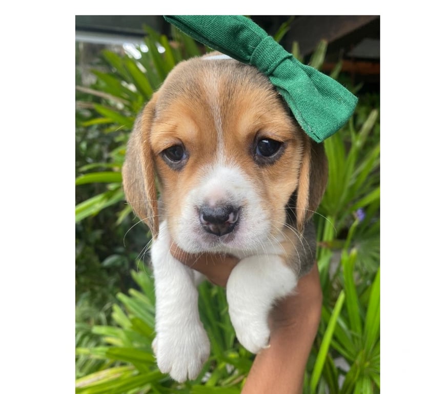 Animais Estimação à Venda Angra dos Reis RJ - Fotos para Beagle – Filhotes saudáveis, machos e fêmeas