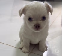 Chihuahua Macho Pelo Longo