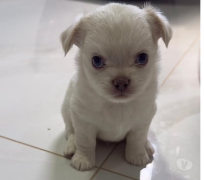 Animais estimação à venda - Fotos para Chihuahua Macho Pelo Longo