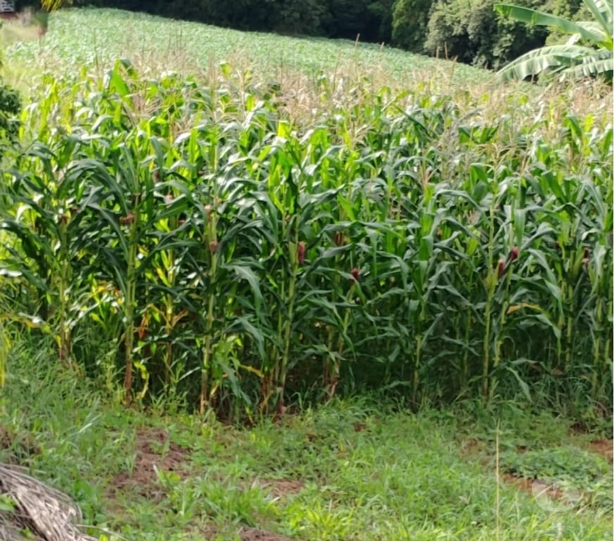 Fazendas - Sitios à venda Tuiuti SP - Fotos para Vendo 08 alqueires