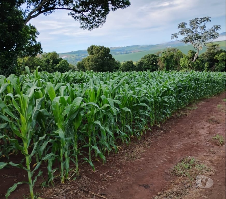 Fazendas - Sitios à venda Tuiuti SP - Fotos para Vendo 08 alqueires