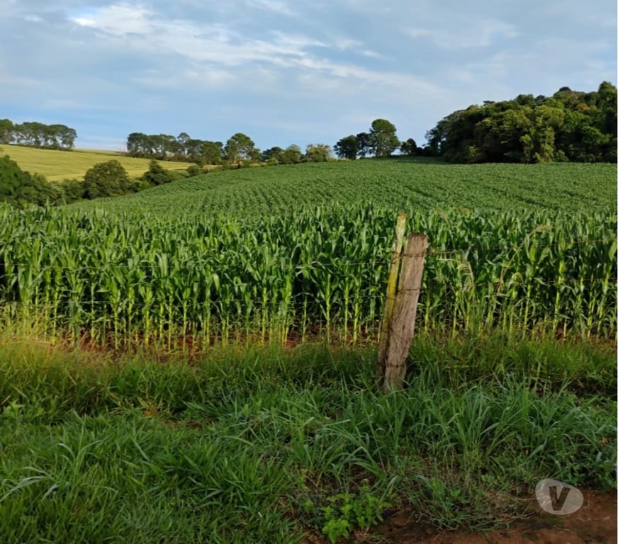 Fazendas - Sitios à venda Tuiuti SP - Fotos para Vendo 08 alqueires