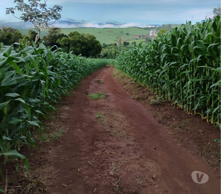 Fazendas - Sitios à venda Tuiuti SP - Fotos para Vendo 08 alqueires