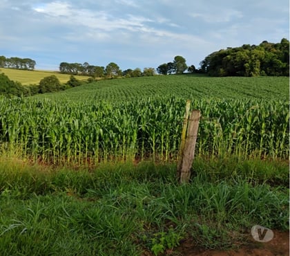 Fazendas - Sitios à venda - Fotos para Vendo 08 alqueires