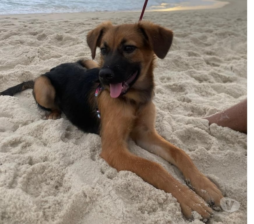 Adoção Animais de Estimação Rio de Janeiro RJ Jacarepaguá - Fotos para Adoção de uma cadelinha muito inteligente e dócil