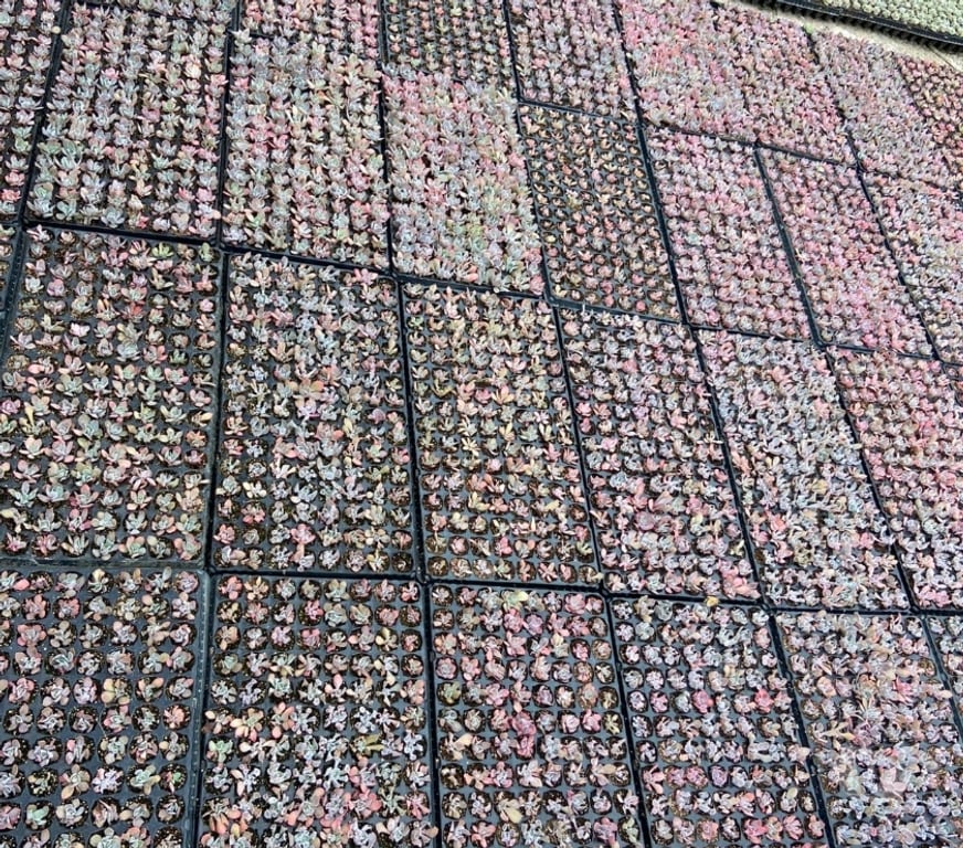 Outros cursos Londrina PR - Fotos para Suculentas com Propósito