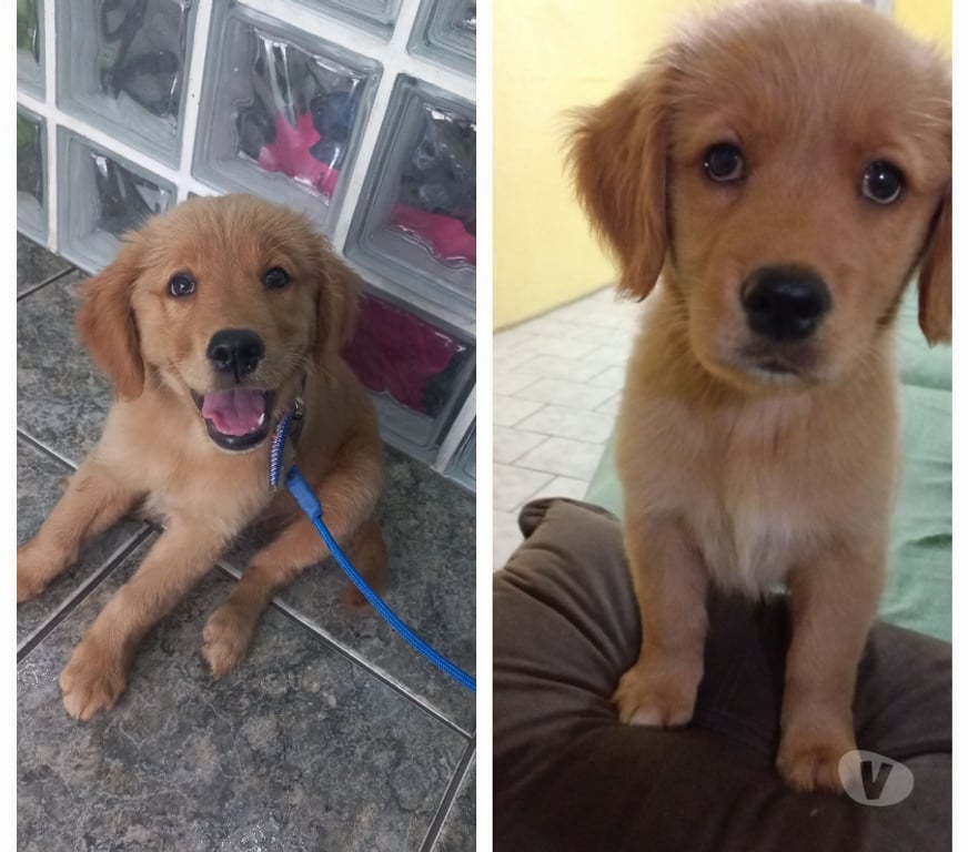 Animais Estimação à Venda Rio de Janeiro RJ Bento Ribeiro - Fotos para Vendo filhote de Golden Retrivier