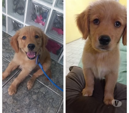 Animais estimação à venda Bento Ribeiro Rio de Janeiro RJ - Fotos para Vendo filhote de Golden Retrivier