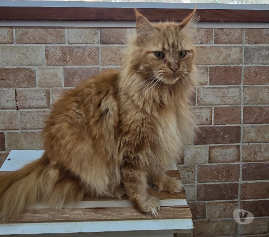 Animais Estimação à Venda Sao Paulo SP Barra Funda - Fotos para MaineCoon - O gigante gentil