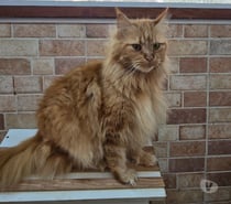 MaineCoon - O gigante gentil