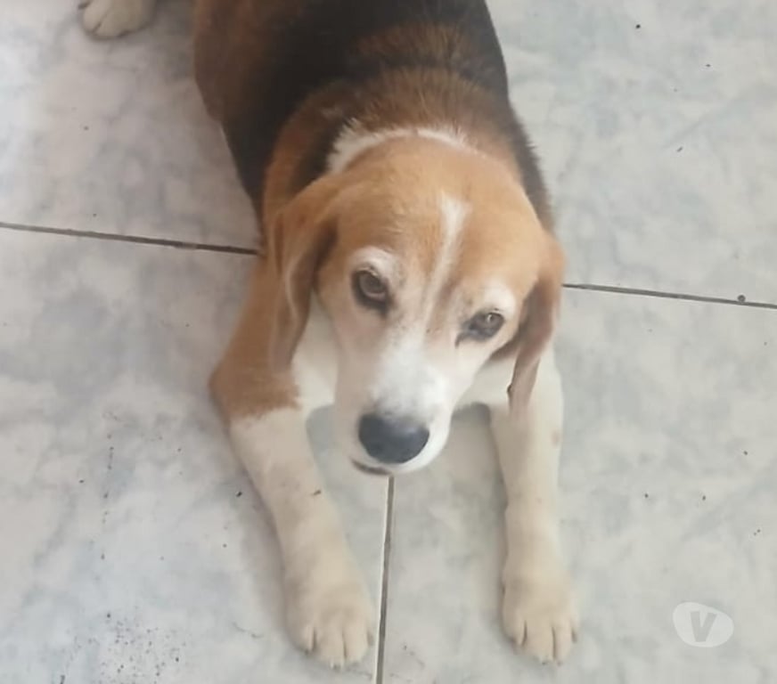 Adoção Animais de Estimação Sao Paulo SP Aricanduva - Fotos para Doação Responsavel