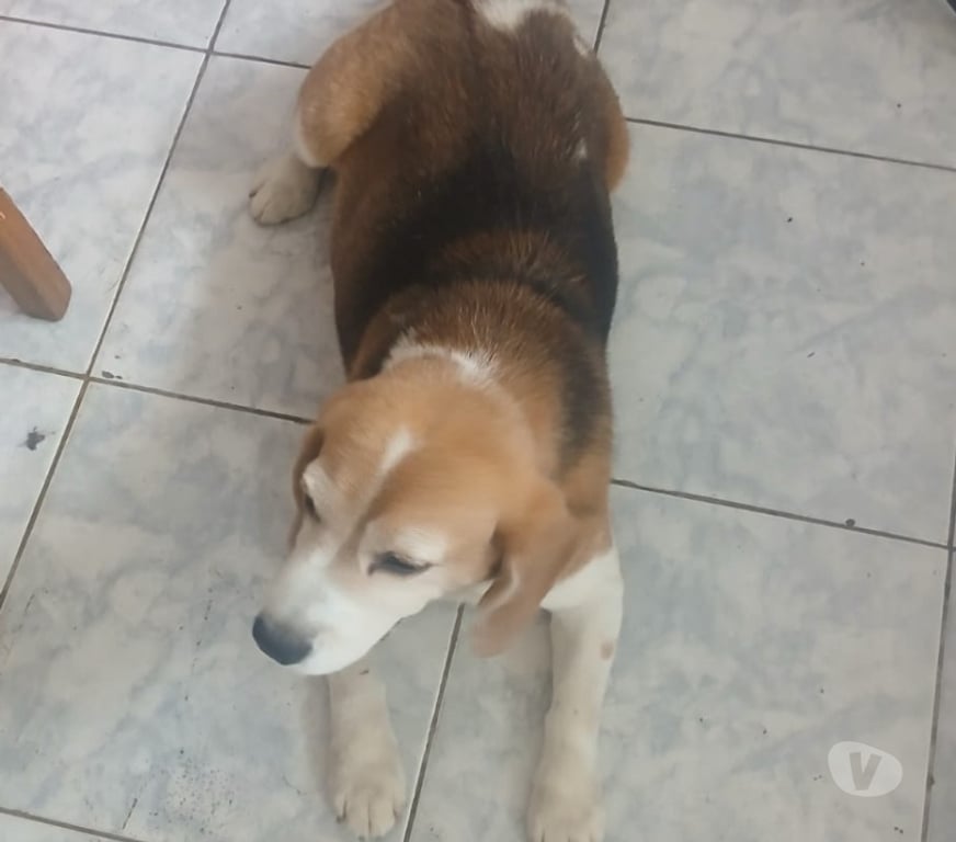 Adoção Animais de Estimação Sao Paulo SP Aricanduva - Fotos para Doação Responsavel