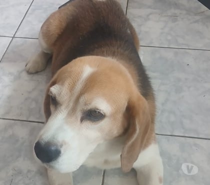 Adoção Animais de Estimação Aricanduva Sao Paulo SP - Fotos para Doação Responsavel