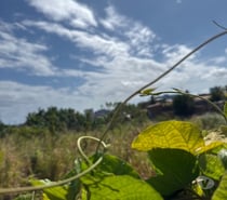 Sou passivo e quero pica