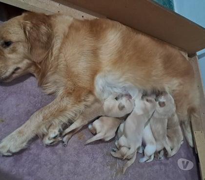 Animais Estimação à Venda - Fotos para Filhotes de golden retriever