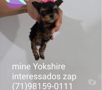 Animais Estimação à Venda Centro de Salvador Salvador BA - Fotos para Yorkshire tamanho zero macho e fêmea aceito cartões