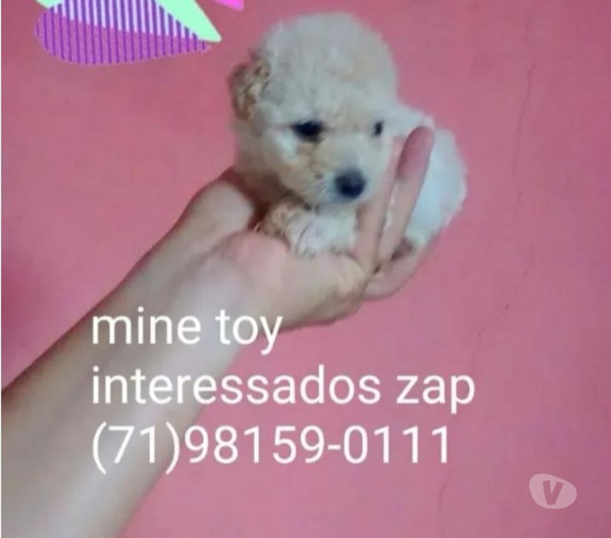 Animais Estimação à Venda Salvador BA Centro de Salvador - Fotos para Poodle mine toy macho e fêmea aceito cartões