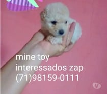 Poodle mine toy macho e fêmea aceito cartões