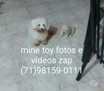 Poodle mine toy macho e fêmea disponível aceito cartões