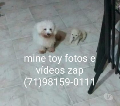 Animais Estimação à Venda Centro de Salvador Salvador BA - Fotos para Poodle mine toy macho e fêmea disponível aceito cartões