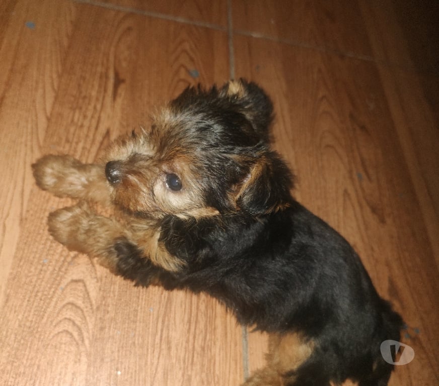 Animais Estimação à Venda Rio de Janeiro RJ Outros Bairros Rio de Janeiro RJ - Fotos para Filhote yorkshire