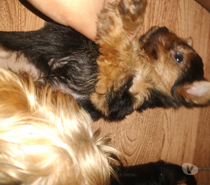 Animais Estimação à Venda Rio de Janeiro RJ Outros Bairros Rio de Janeiro RJ - Fotos para Filhote yorkshire