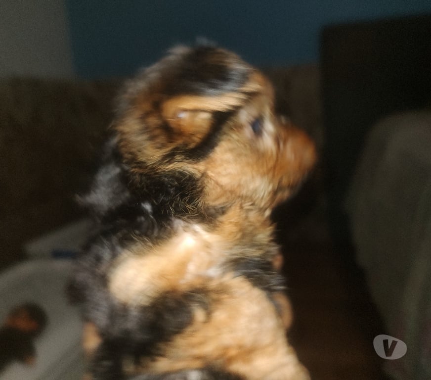 Animais Estimação à Venda Rio de Janeiro RJ Outros Bairros Rio de Janeiro RJ - Fotos para Filhote yorkshire