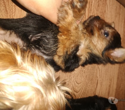 Animais Estimação à Venda Outros Bairros Rio de Janeiro RJ Rio de Janeiro RJ - Fotos para Filhote yorkshire