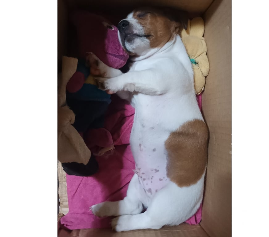 Animais Estimação à Venda Rio de Janeiro RJ Riachuelo, Rio de Janeiro - Fotos para Dachshund bicolor