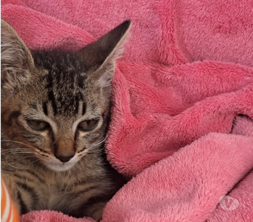 Adoção Animais de Estimação Sao Paulo SP São Miguel Paulista - Fotos para Gatinho Macho para doação (urgente)