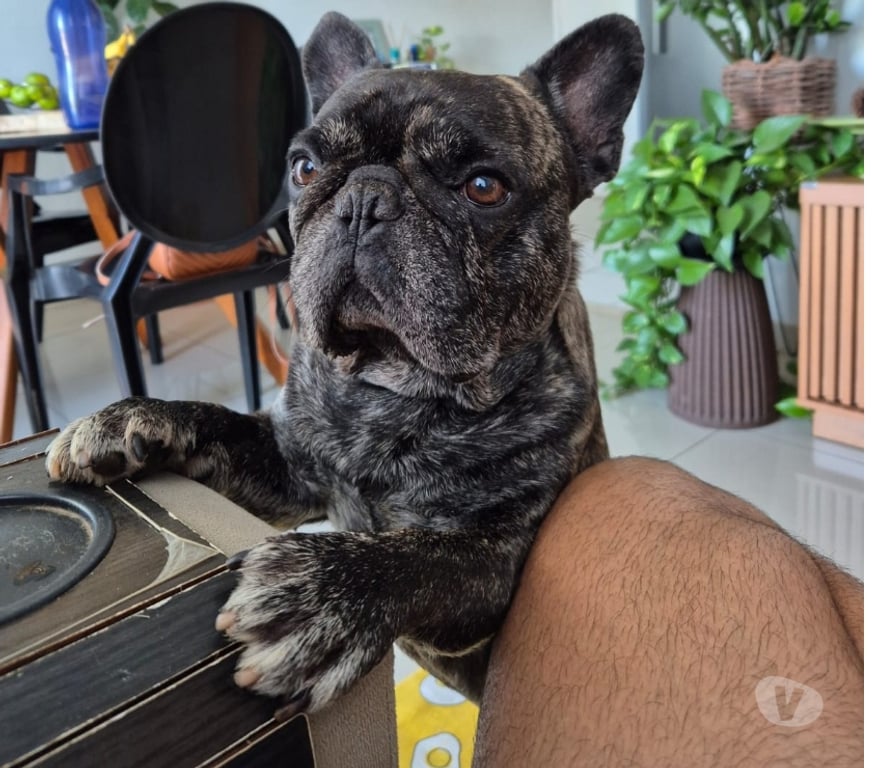 Animais Estimação à Venda Sumare SP - Fotos para Filhotes bulldog francês