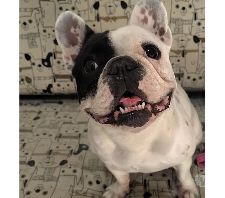 Animais Estimação à Venda Sumare SP - Fotos para Filhotes bulldog francês