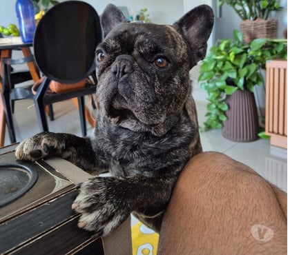Animais estimação à venda - Fotos para Filhotes bulldog francês