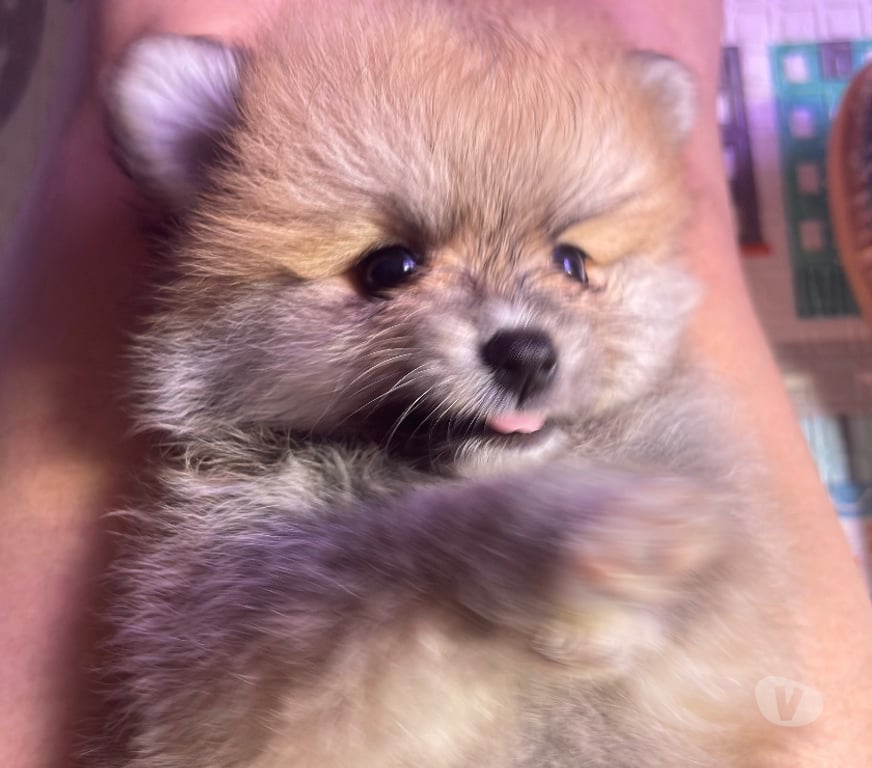 Animais Estimação à Venda Rio de Janeiro RJ Vila Isabel - Fotos para Filhote de Lulu da Pomerania