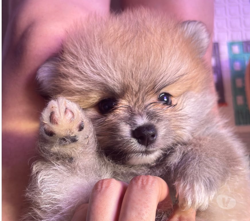 Animais Estimação à Venda Rio de Janeiro RJ Vila Isabel - Fotos para Filhote de Lulu da Pomerania
