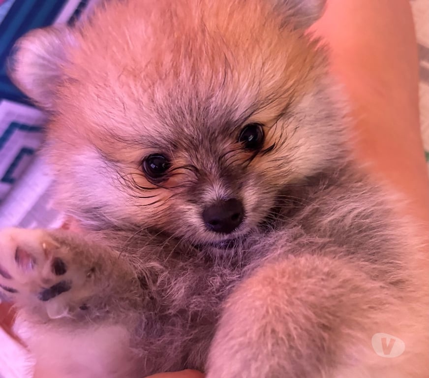 Animais Estimação à Venda Rio de Janeiro RJ Vila Isabel - Fotos para Filhote de Lulu da Pomerania