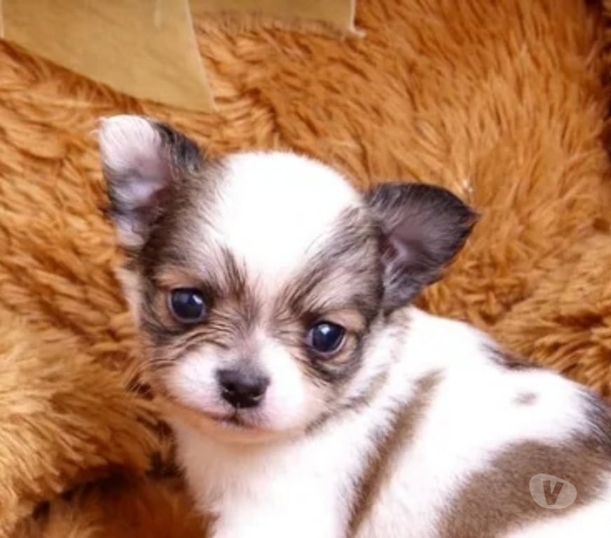 Animais Estimação à Venda Sao Jose do Rio Preto SP - Fotos para Chihuahua micro