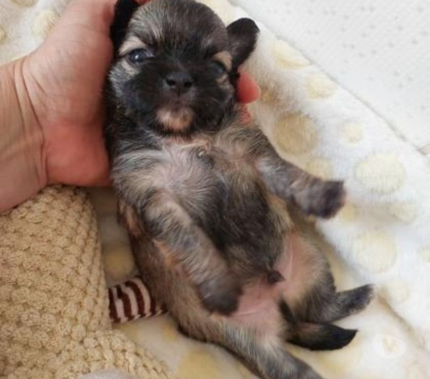 Animais Estimação à Venda Sao Jose do Rio Preto SP - Fotos para Chihuahua micro