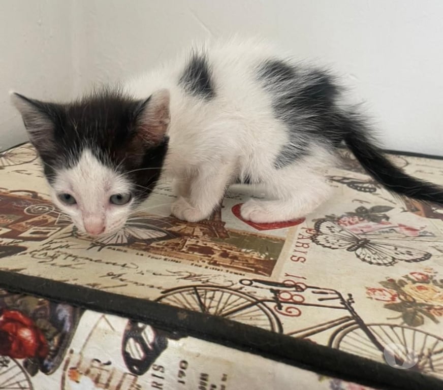 Adoção Animais de Estimação Sao Paulo SP Ipiranga - Fotos para Gatinhos para adoção