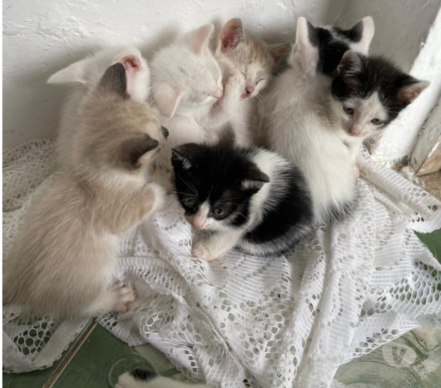 Adoção Animais de Estimação Sao Paulo SP Ipiranga - Fotos para Gatinhos para adoção