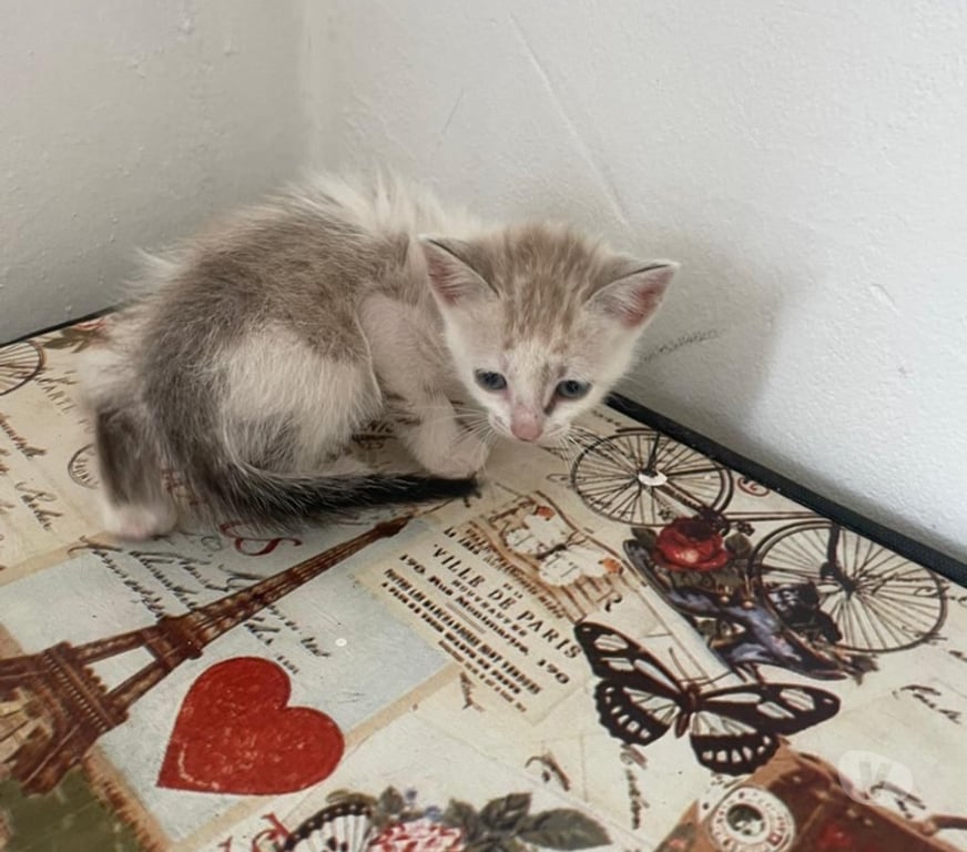 Adoção Animais de Estimação Sao Paulo SP Ipiranga - Fotos para Gatinhos para adoção