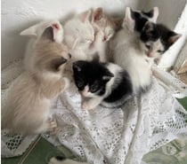 Gatinhos para adoção