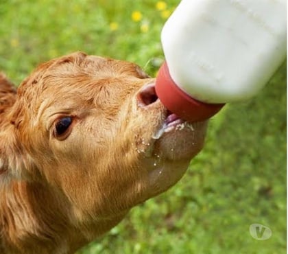 Encontros Casuais Bangu Rio de Janeiro RJ - Fotos para Gay Mamador 0800 discreto com local BANGÚ AV BRASIL