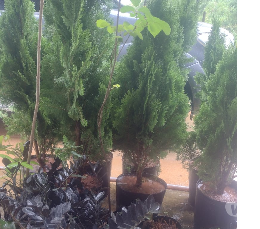 Alimentação Pecuária - Grãos Cataguases MG - Fotos para Vamos transformar seu pomar com excelentes mudas